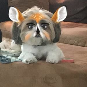 Meet your Posher, Maya